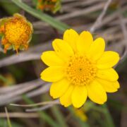 Goldfields, Perennial