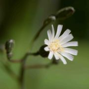Hawkweed, White-flowered