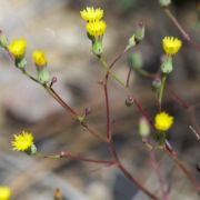 Malacothrix, Cleveland's