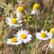 Mayweed