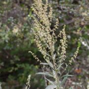 Mugwort