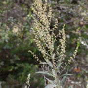Mugwort