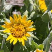 Mule Ears, Gray