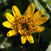 Mule Ears, Narrow-leaved Mule Ears, Narrow-leaved