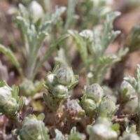 Neststraw, Everlasting