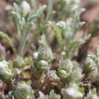 Neststraw, Everlasting