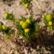 Pineapple Weed