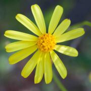 Ragwort, California