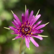 Salsify, Purple