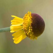Sneezeweed