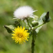 Sow-thistle, Common