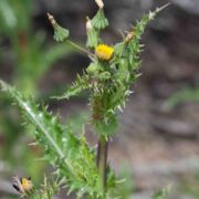 Sow-thistle, Prickly
