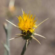 Star Thistle, Yellow