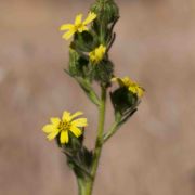 Tarweed, Slender