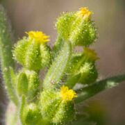 Tarweed, Small