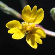 Tarweed, Three-rayed