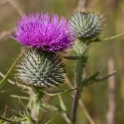 Thistle, Bull