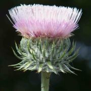 Thistle, California / Bigelow
