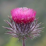 Thistle, Cobwebby
