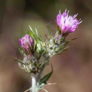 Thistle, Italian
