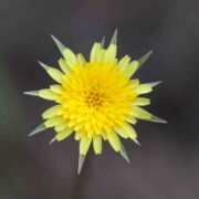 Silverpuffs, Lindley's