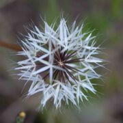 Silverpuffs, Lindley's