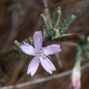 Wire-lettuce, Wand Wire-lettuce, Wand