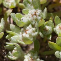 Woolly-marbles, Slender