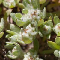 Woolly-marbles, Slender