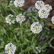 Alyssum, Sweet