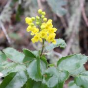 Barberry, California