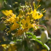 Bladderpod