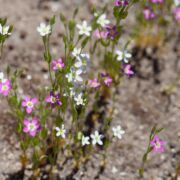 Centaury, Davy's