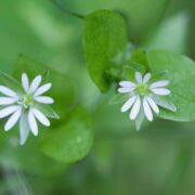 Chickweed, Common
