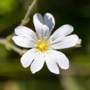 Chickweed, Field Mouse-ear Chickweed, Field Mouse-ear