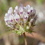 Clover, Creek/Clammy