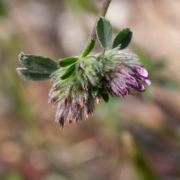 Clover, Macrae's Double-headed