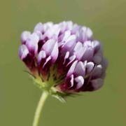Clover, White-tipped