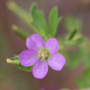Crane's-bill, Alderney