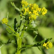 Cress, American Winter