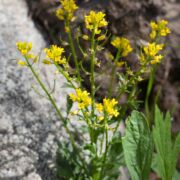 Cress, Western Yellow
