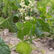 Cucumber, Wild