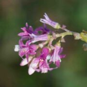 Currant, Pink-flowering