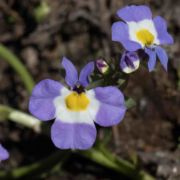 Downingia, Cuspidate