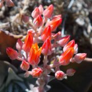 Dudleya, Low Canyon