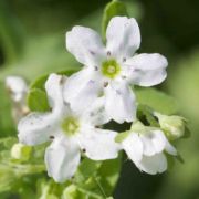 Fiesta Flower, White