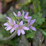 Filaree, White-stemmed