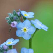 Forget-me-not, Broad-leaved