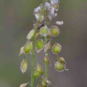 Fringe Pod, Narrow-leaved