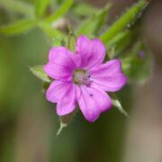 Geranium, Cut-leaved